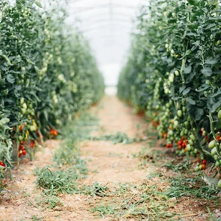 Farm stay Il Querciolo